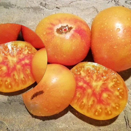 Solanum lycopersicum 'Dwarf Rosella bi-color' - Harilik tomat 'Dwarf Rosella bi-color' P9/0,55L